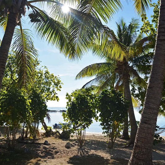 Where is Kava Sourced From?